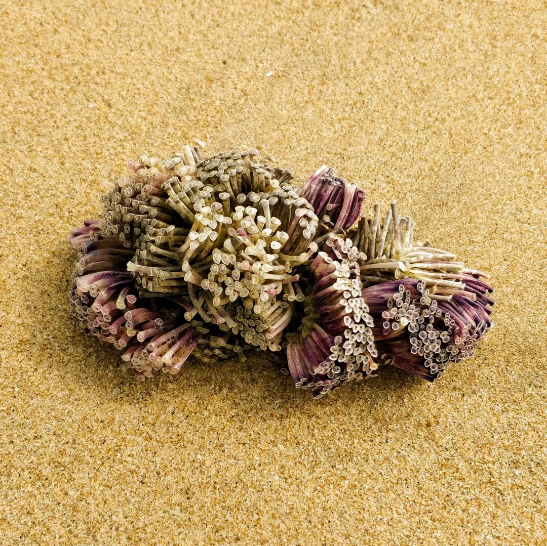 Anannya Dasgupta feels this might be a coral. What do you think, beach bum friends?