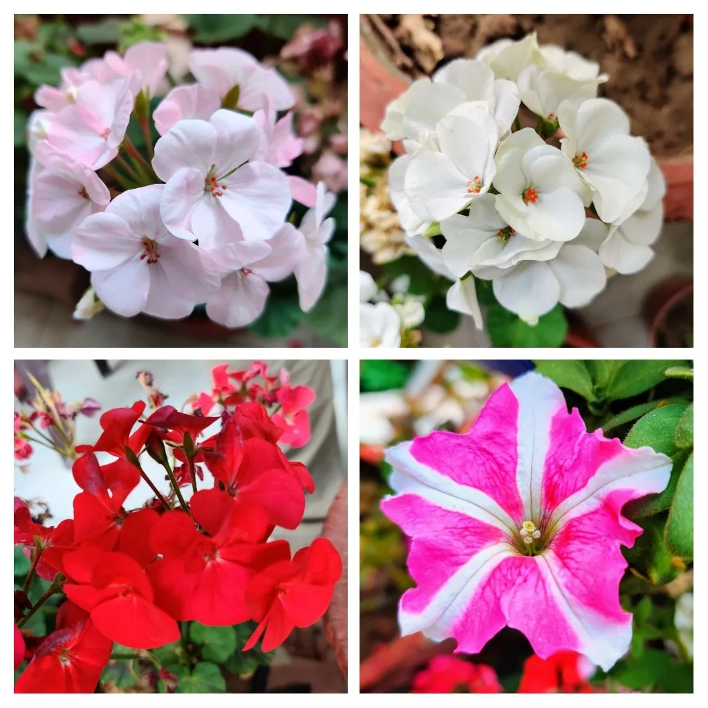 Because you guys liked a two year old post about flowers so much... Here are flowers from my garden, from right now.