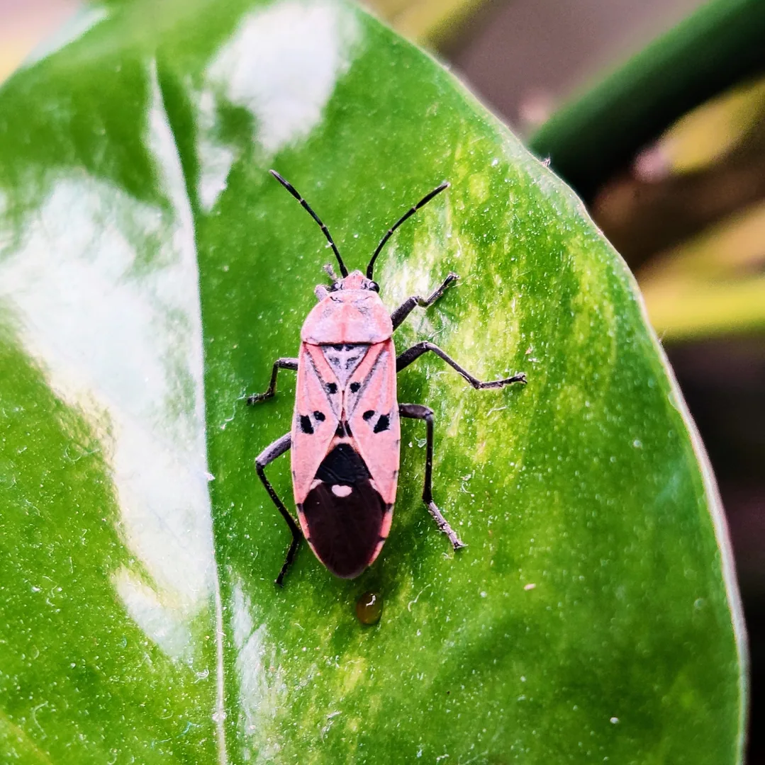 It's been three days since I first saw this fellow ð¦ on the money plant ð¿ in my room. He is quite colourless. I wo