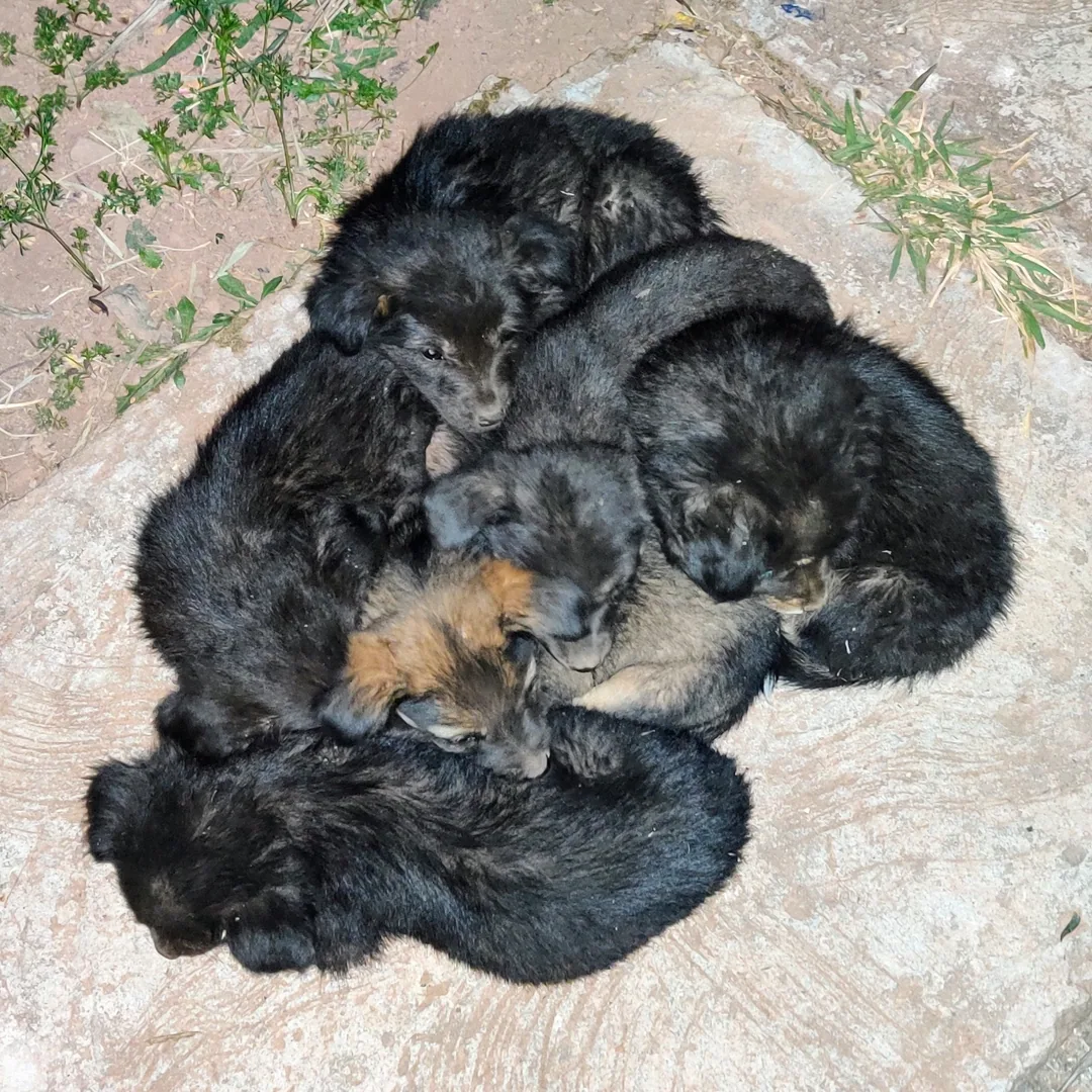 How many puppers here?