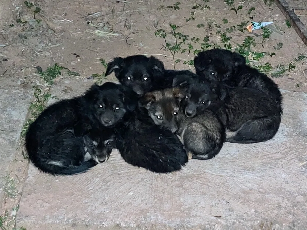How many puppers here?