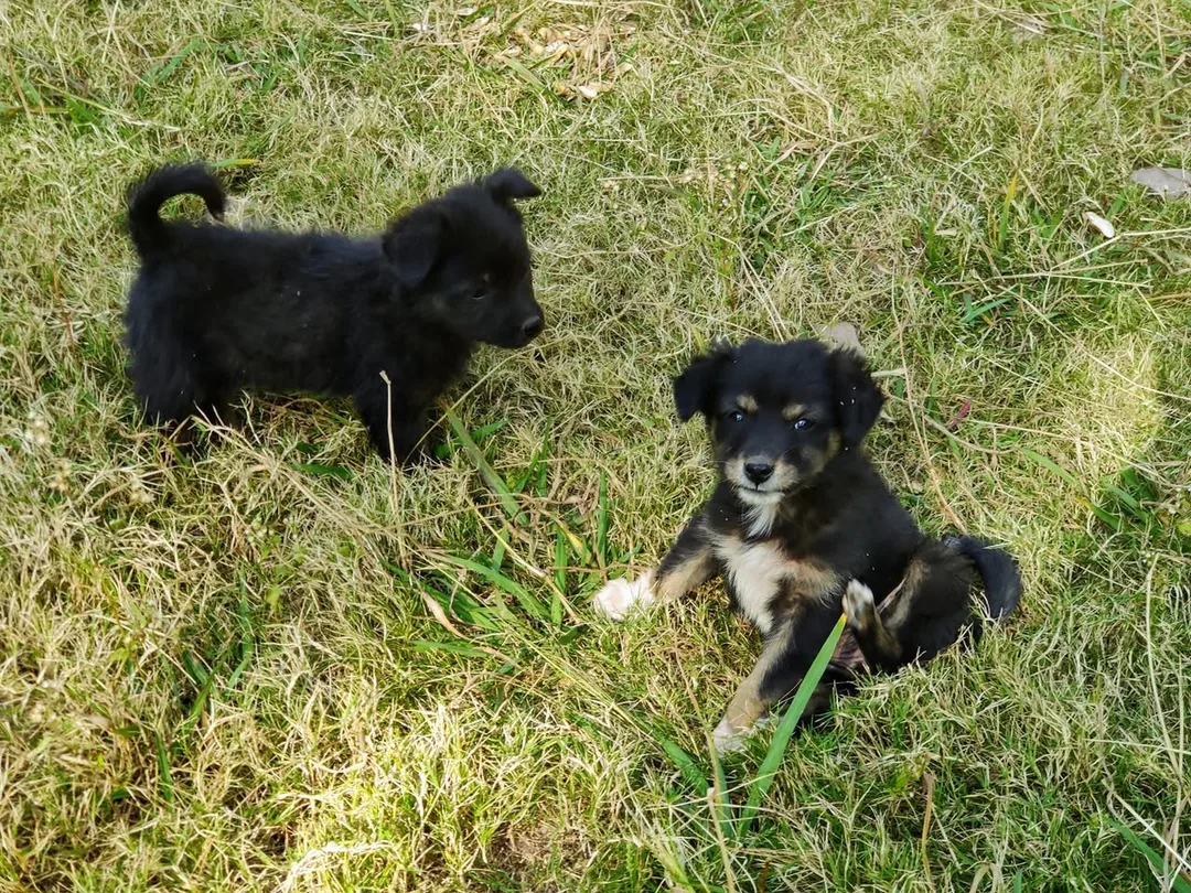 More puppers for you.