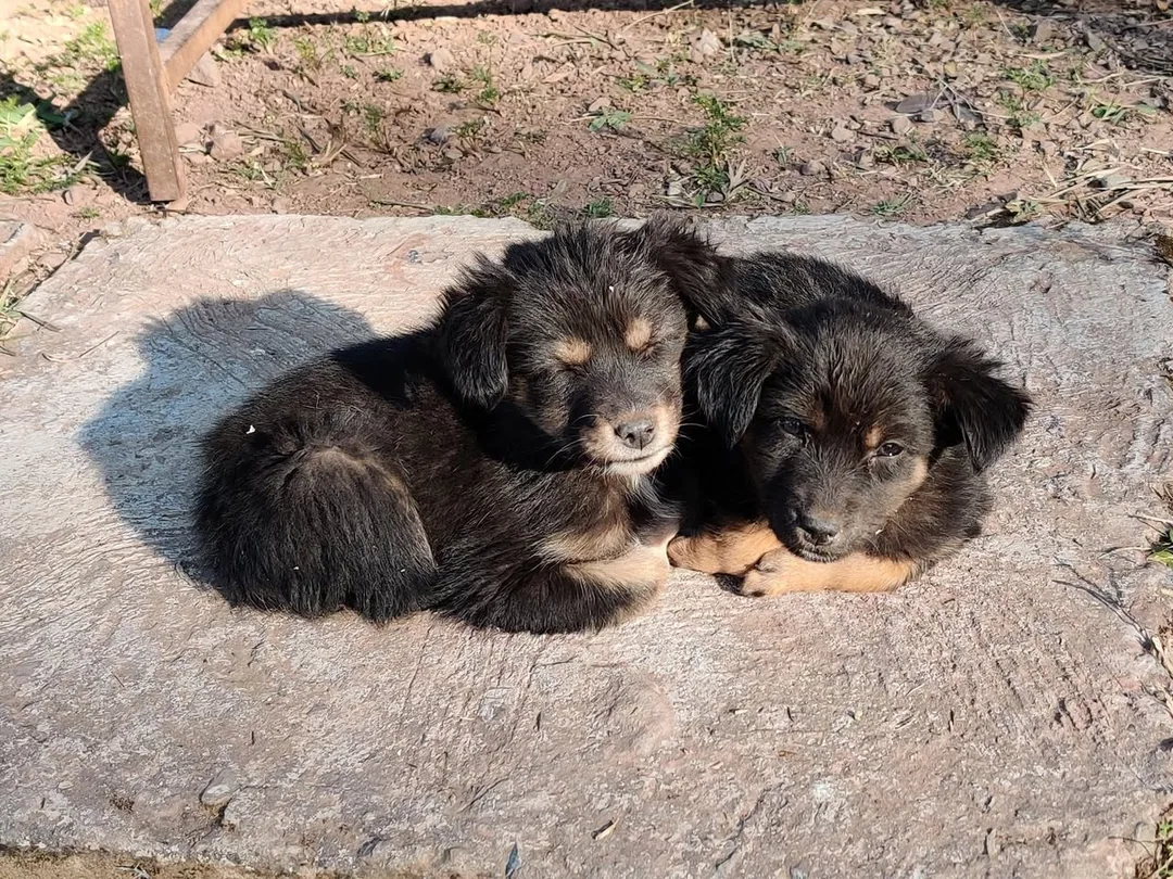 Good morning. Its pupper time again.