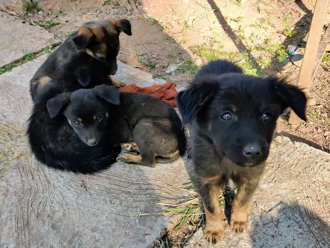 Good morning. Its pupper time again.