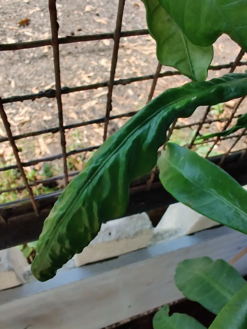 What is wrong with our plants? We see ants everywhere. Are ants eating our plants?

Someone gave Nilay a bottle of orang