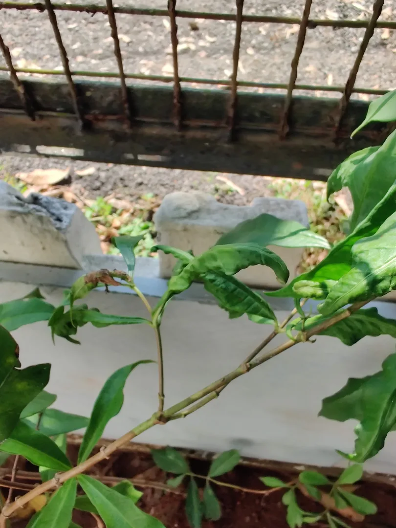 What is wrong with our plants? We see ants everywhere. Are ants eating our plants?

Someone gave Nilay a bottle of orang