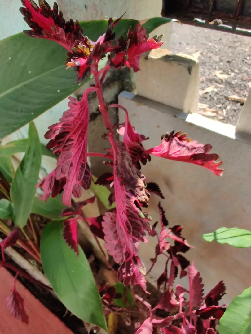 What is wrong with our plants? We see ants everywhere. Are ants eating our plants?

Someone gave Nilay a bottle of orang