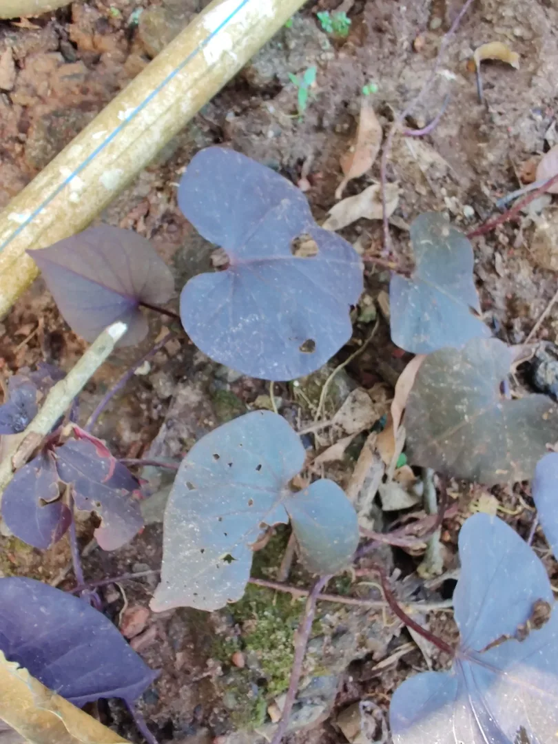 What is wrong with our plants? We see ants everywhere. Are ants eating our plants?

Someone gave Nilay a bottle of orang