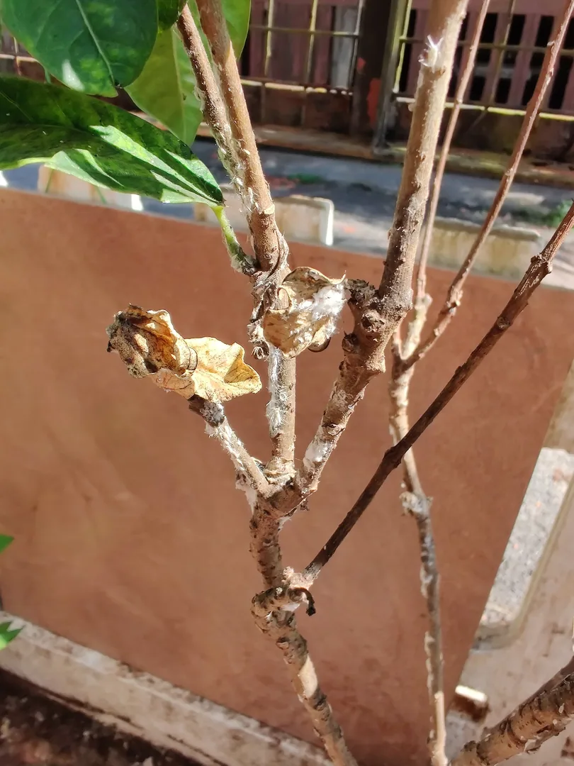 What is wrong with our plants? We see ants everywhere. Are ants eating our plants?

Someone gave Nilay a bottle of orang