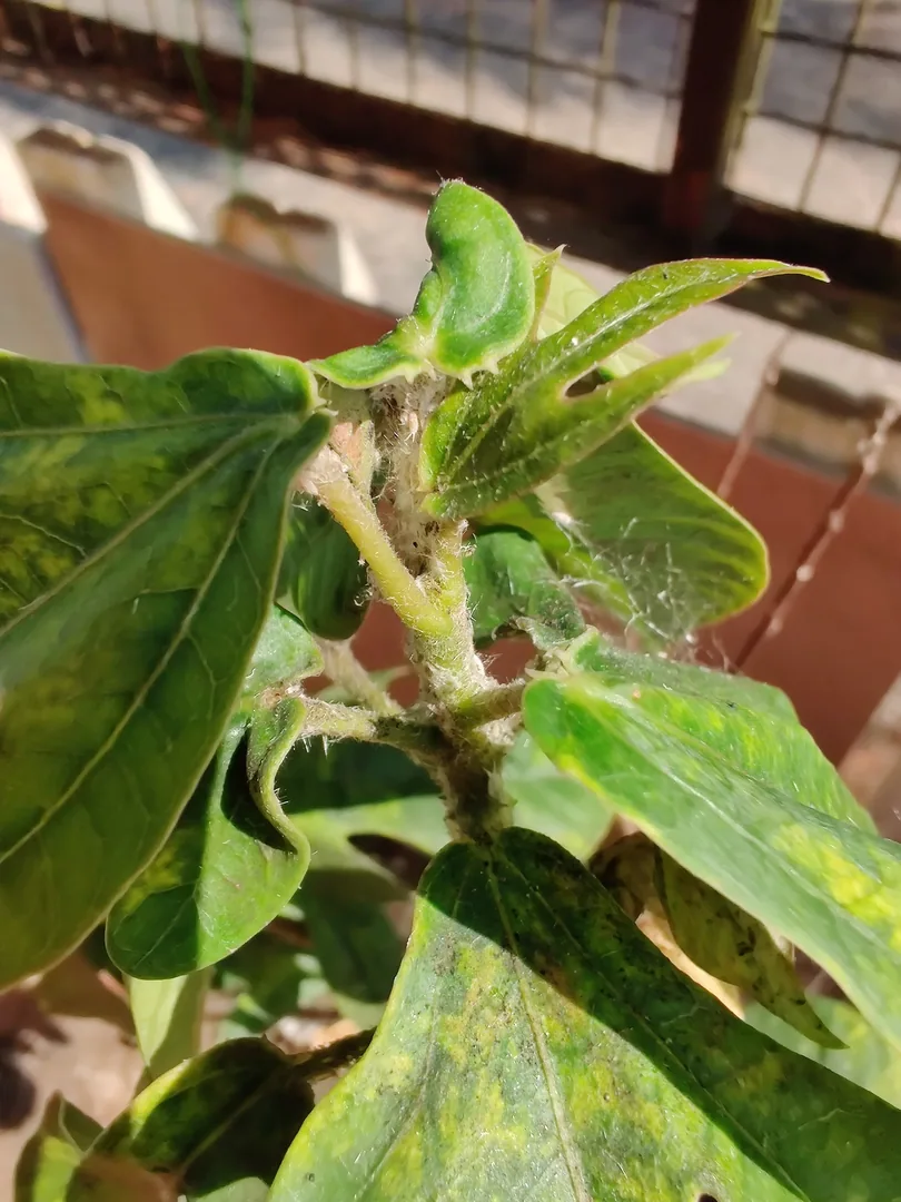 What is wrong with our plants? We see ants everywhere. Are ants eating our plants?

Someone gave Nilay a bottle of orang
