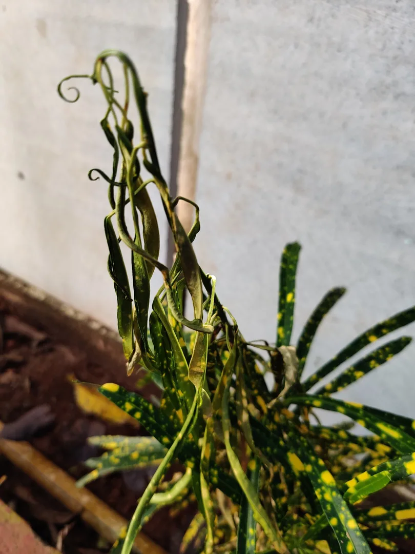 What is wrong with our plants? We see ants everywhere. Are ants eating our plants?

Someone gave Nilay a bottle of orang