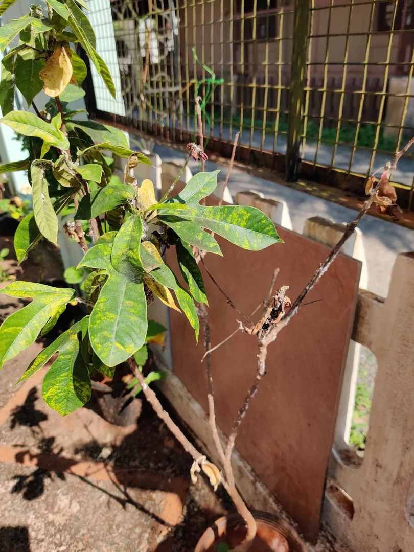 What is wrong with our plants? We see ants everywhere. Are ants eating our plants?

Someone gave Nilay a bottle of orang