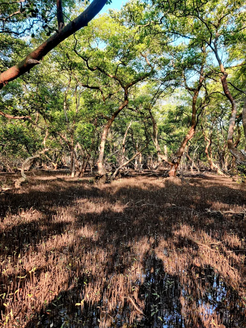 I'm out for a WWF walk at Salim Ali Bird Sanctuary. Half the walk is about mangroves and shore plants, and is being cond