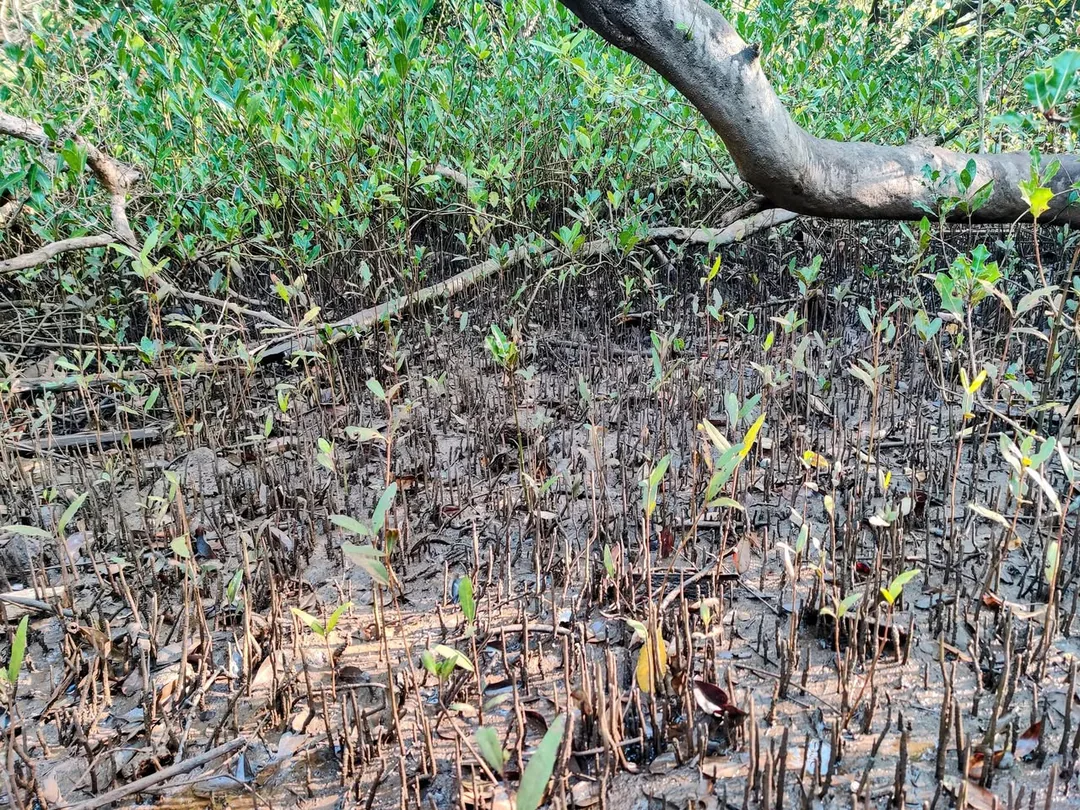I'm out for a WWF walk at Salim Ali Bird Sanctuary. Half the walk is about mangroves and shore plants, and is being cond