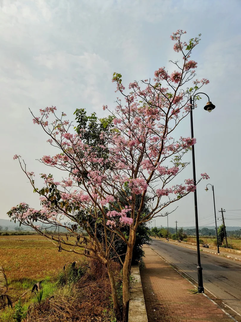 Springtime in Goa.