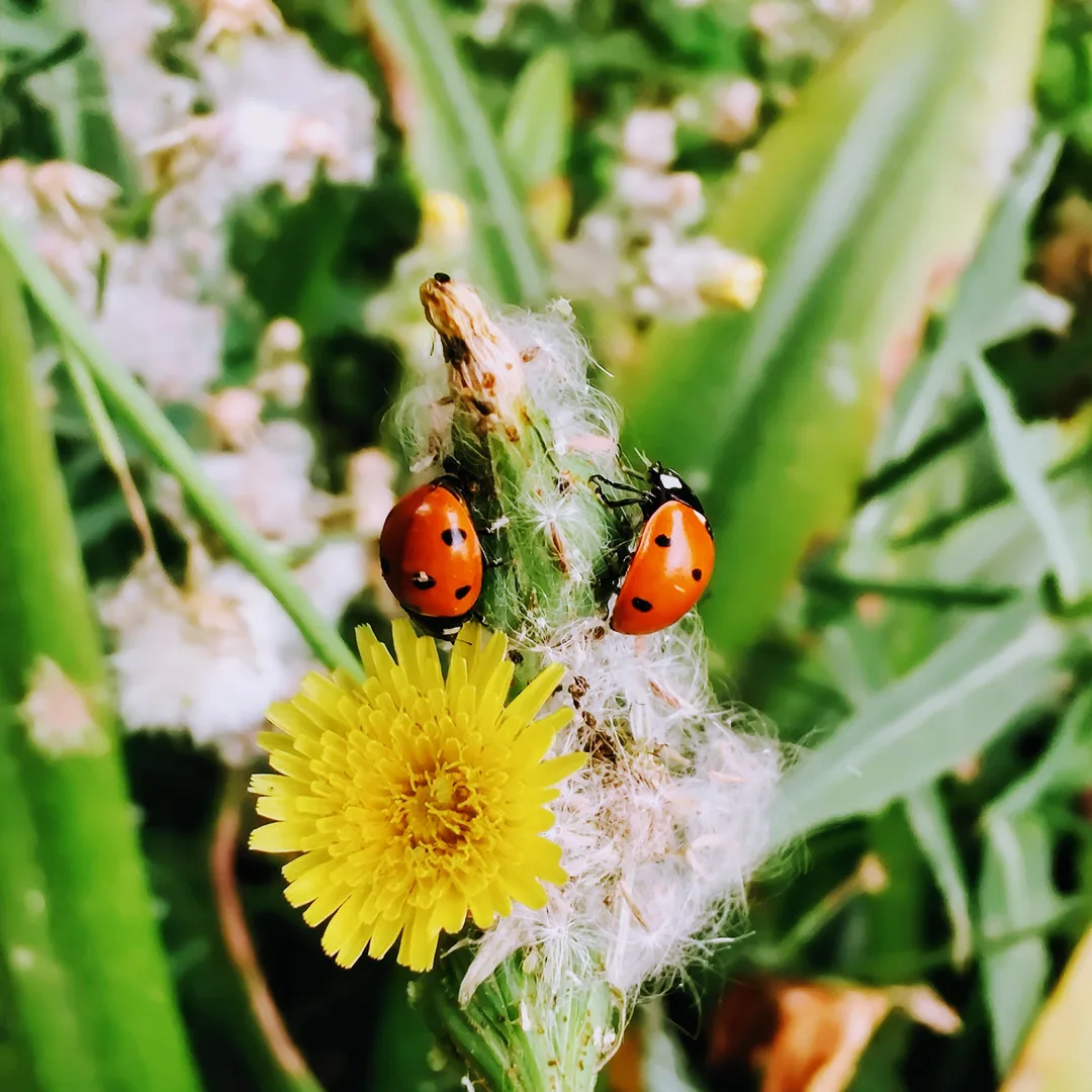 ðð»

Seven-spotted ladybird beetles on a common dandelion