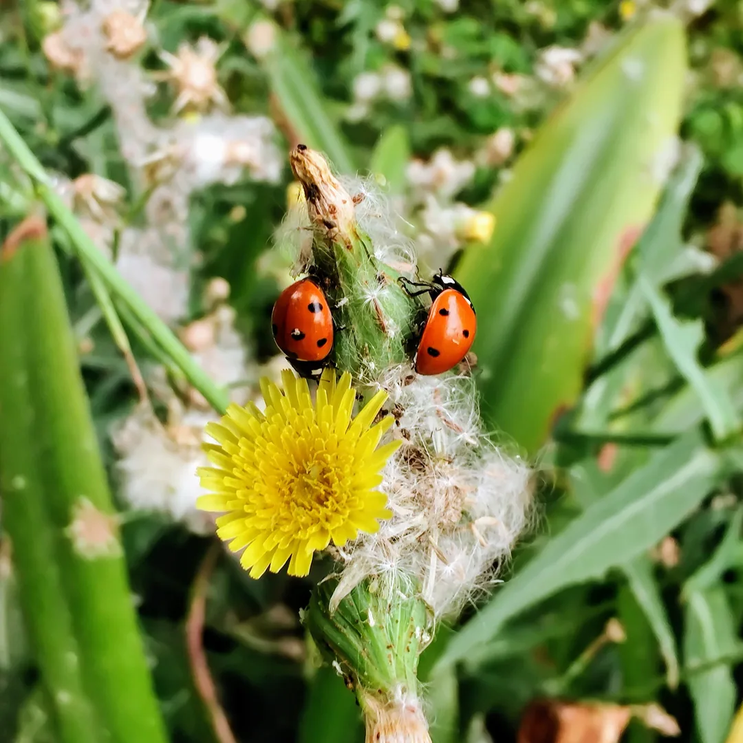ðð»

Seven-spotted ladybird beetles on a common dandelion