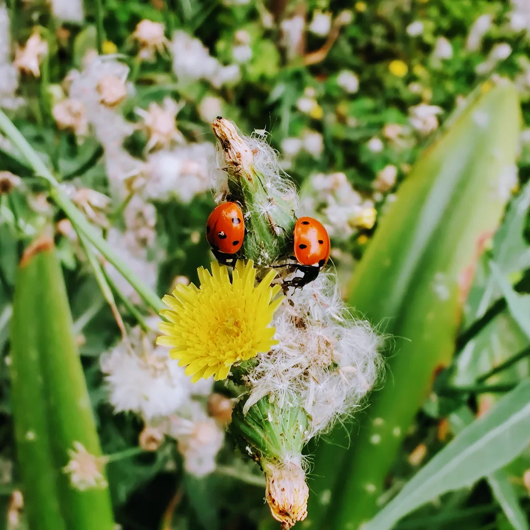 ðð»

Seven-spotted ladybird beetles on a common dandelion