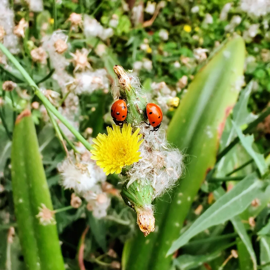 ðð»

Seven-spotted ladybird beetles on a common dandelion