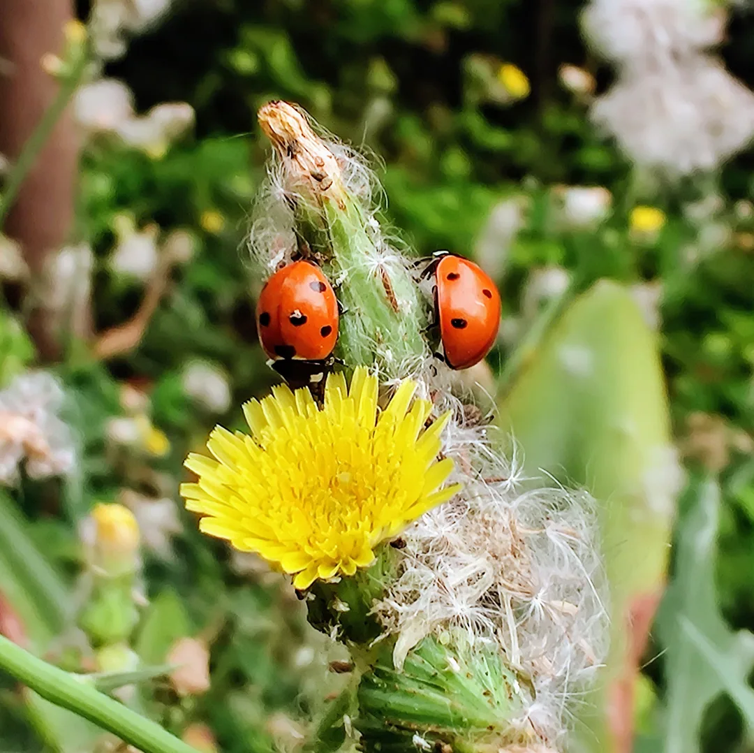 ðð»

Seven-spotted ladybird beetles on a common dandelion