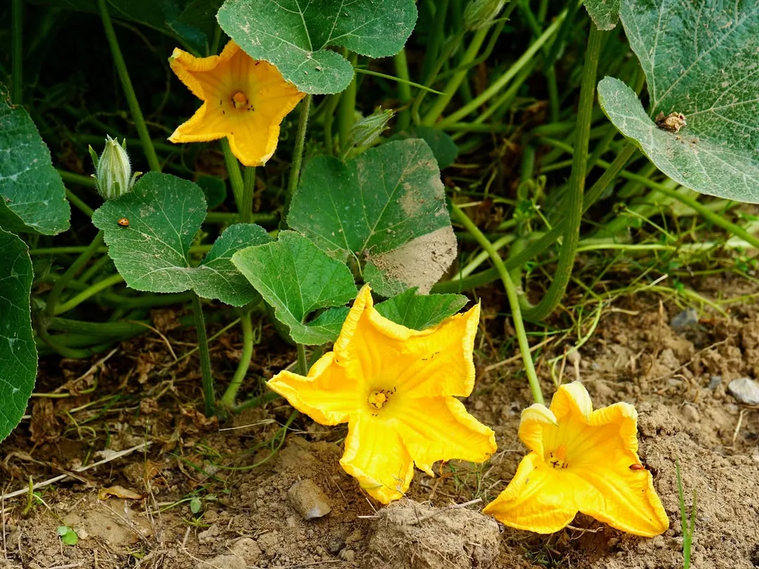 Someone has been growing veggies in my neighbourhood. Rupam says they are the à¤à¤¦à¥à¤¦à¥ ð and the à¤­à¤¿à¤à¤¡à