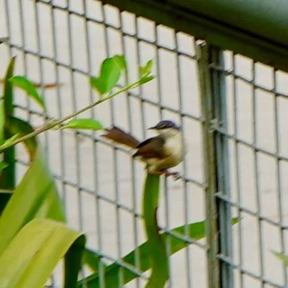 Random, poorly photographed birdies.