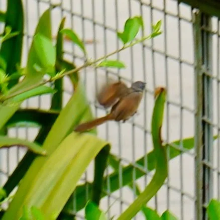 Random, poorly photographed birdies.
