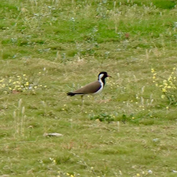 Random, poorly photographed birdies.