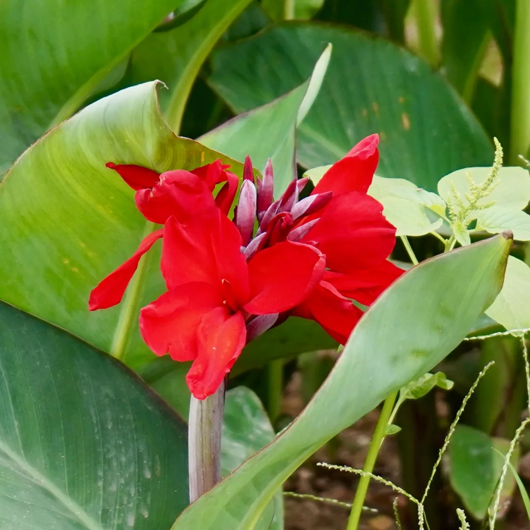 Lillies of all hues