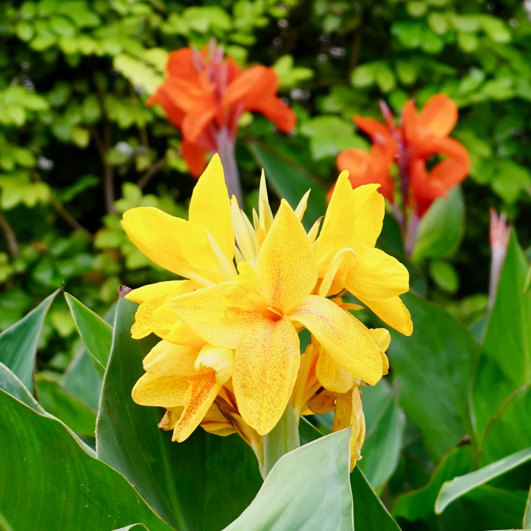 Lillies of all hues