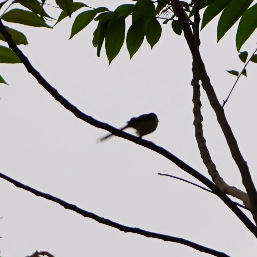 Random, poorly photographed birdies.