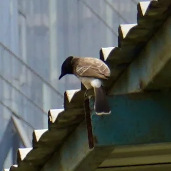 Random, poorly photographed birdies.