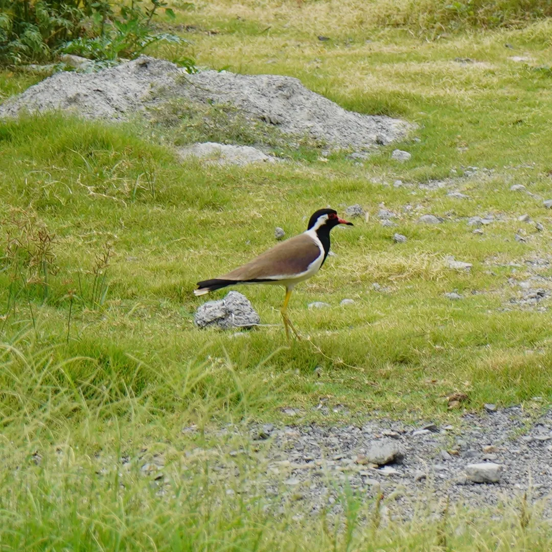 Random, poorly photographed birdies.