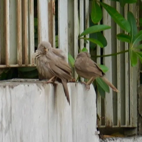 Random, poorly photographed birdies.