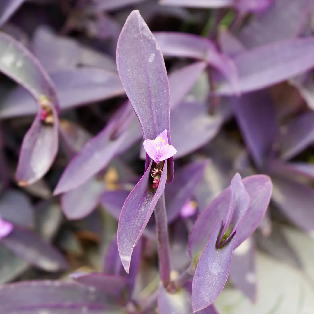 Purple heart