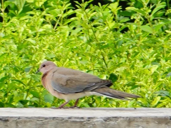 Red vented bulbul and laughing dove