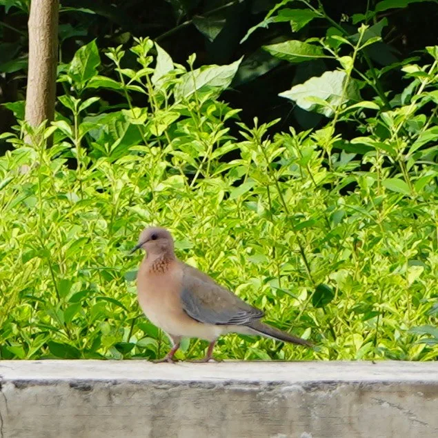 Red vented bulbul and laughing dove