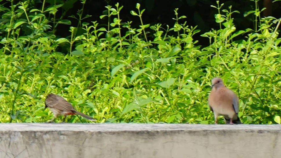 Red vented bulbul and laughing dove