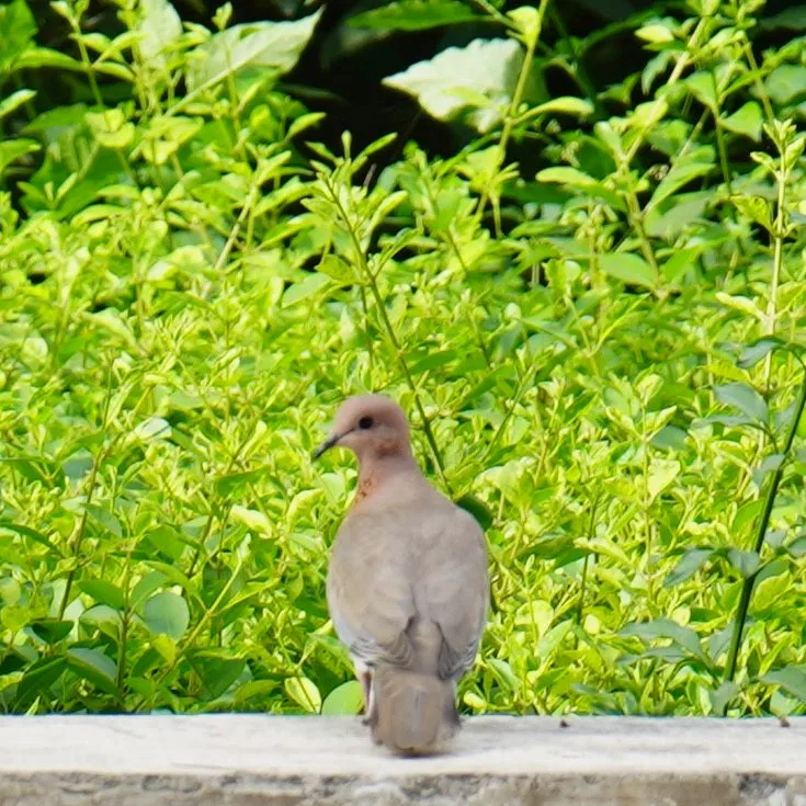 Red vented bulbul and laughing dove
