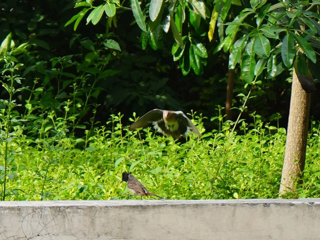 Red vented bulbul and laughing dove
