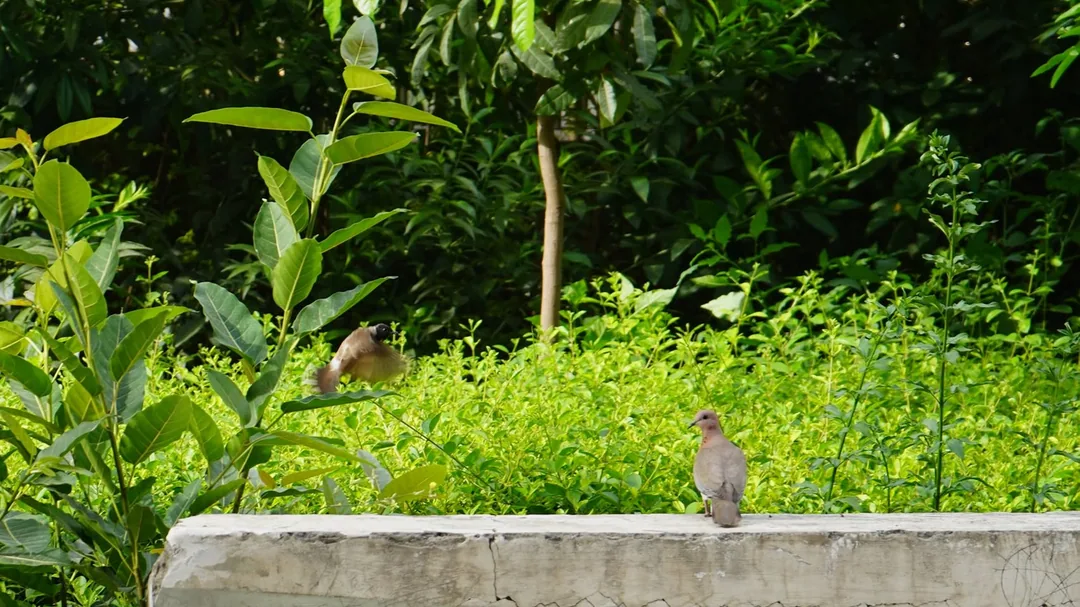 Red vented bulbul and laughing dove