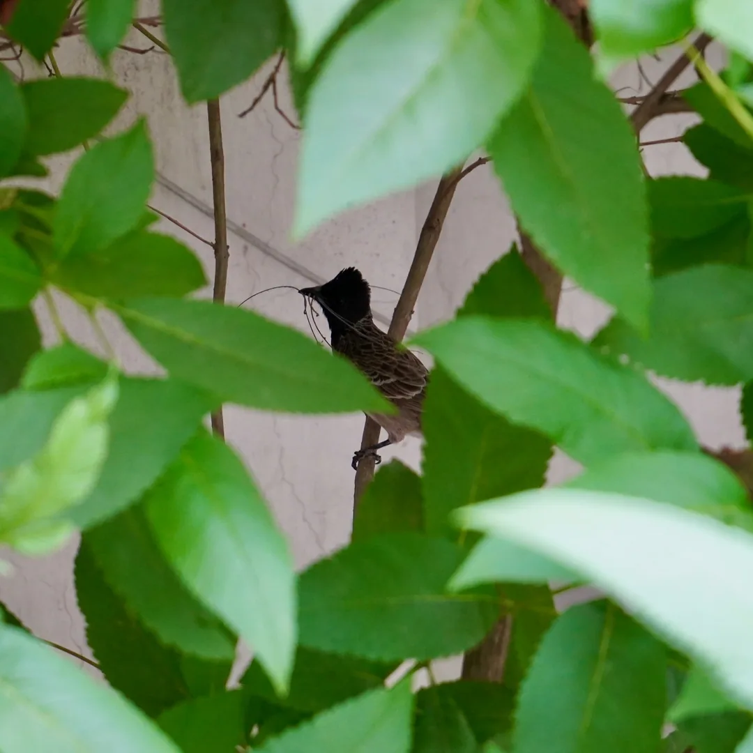 This red vented bulbul was getting very perturbed by my presence. Then I realised it was building its nest, at my arm's 