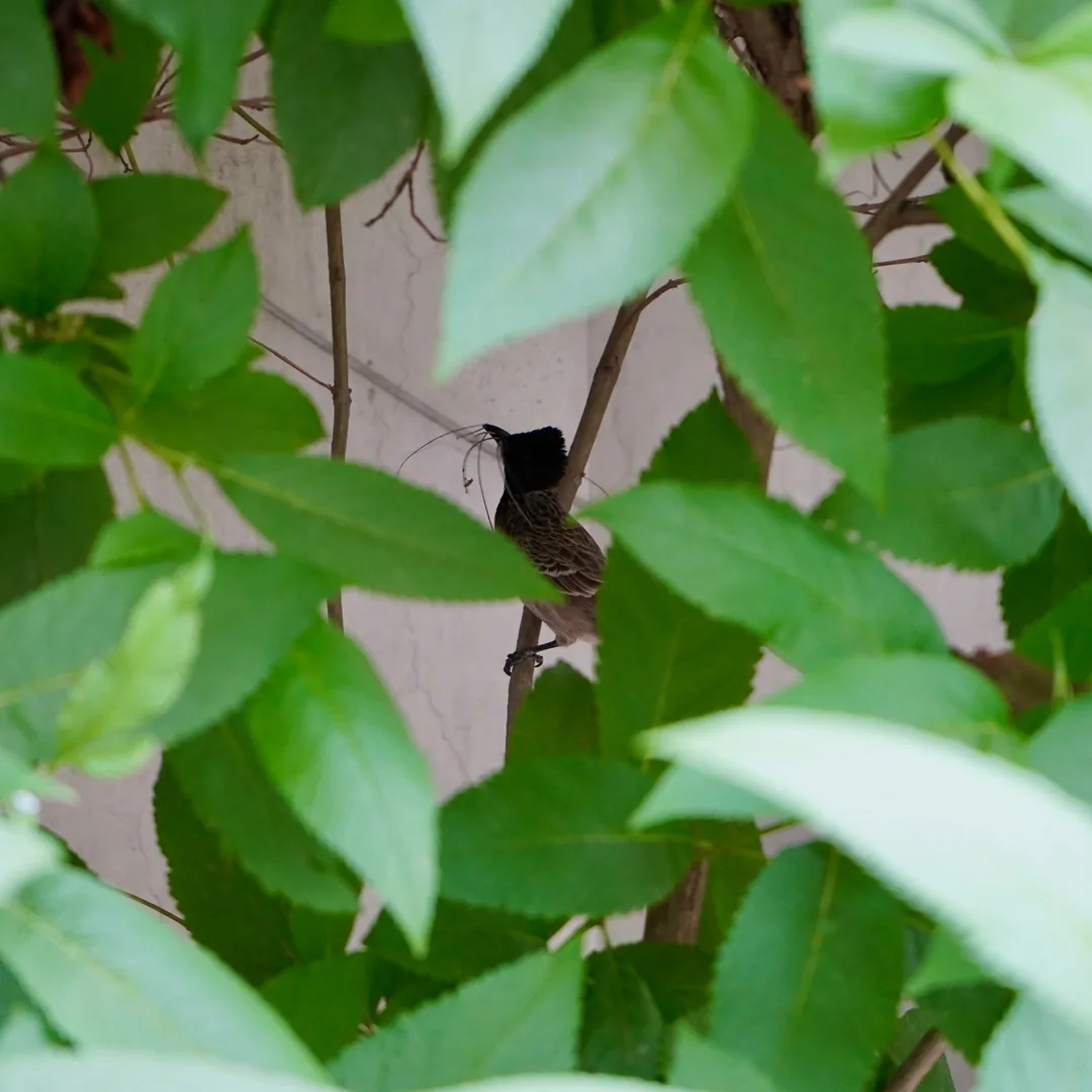 This red vented bulbul was getting very perturbed by my presence. Then I realised it was building its nest, at my arm's 