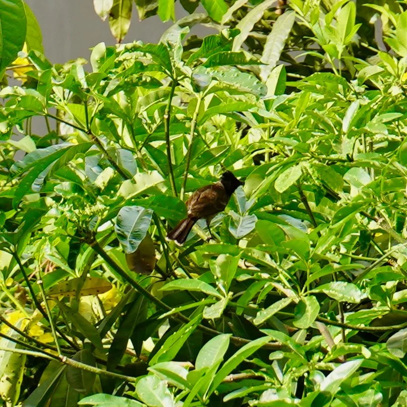 Red vented bulbul