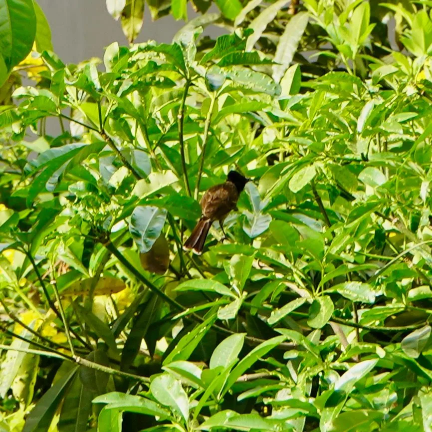 Red vented bulbul