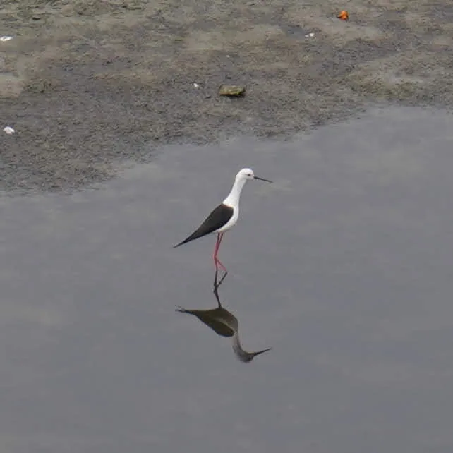 Black winged stilt, in the Yamuna river.

There are some other birds in the third pic. I asked Google Lens. In all serio