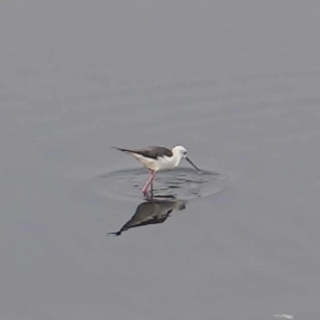 Black winged stilt, in the Yamuna river.

There are some other birds in the third pic. I asked Google Lens. In all serio