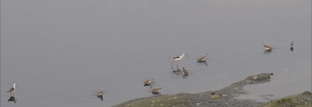 Black winged stilt, in the Yamuna river.

There are some other birds in the third pic. I asked Google Lens. In all serio