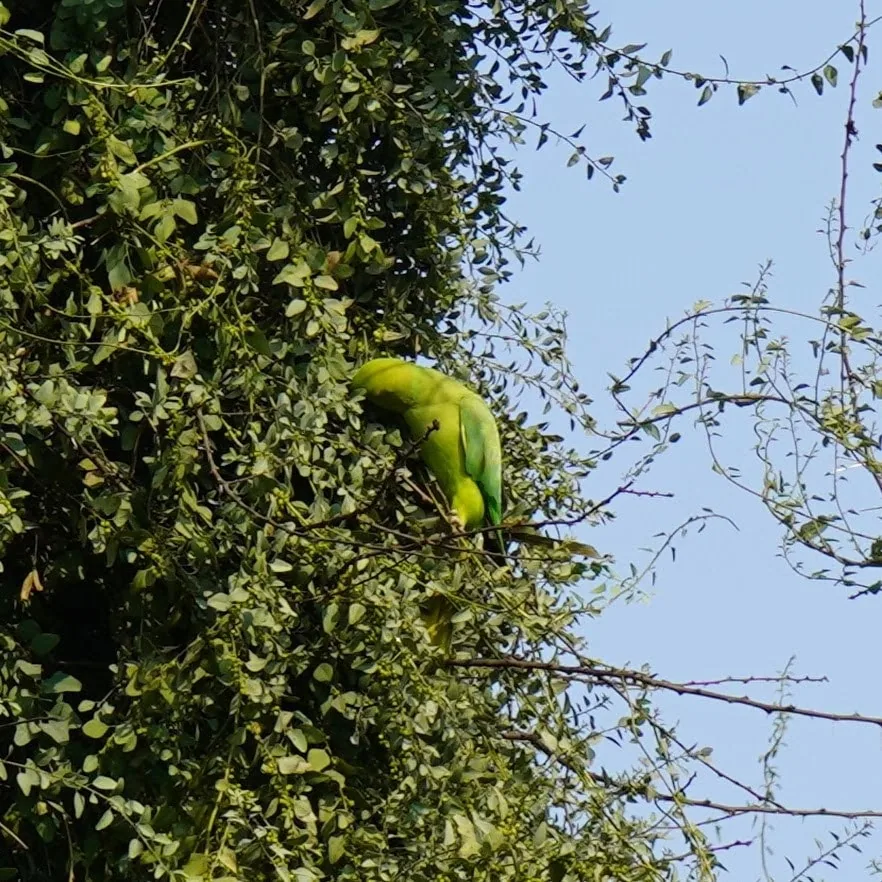 Parakeet. Photographed by Kavin. Gurgaon district.