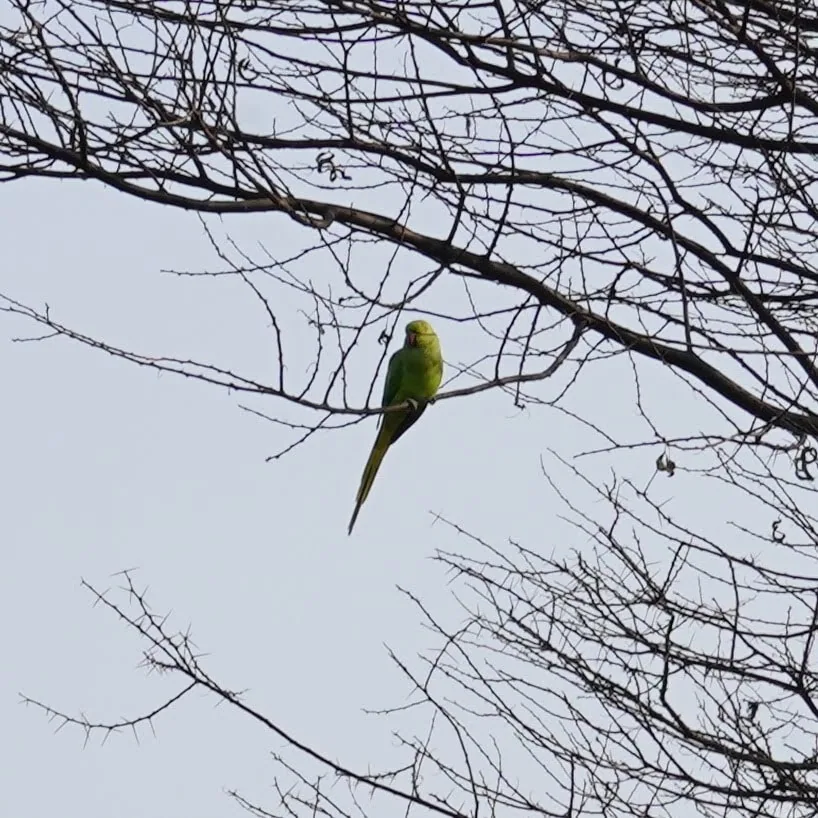 Parakeet. Photographed by Kavin. Gurgaon district.